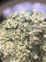 Punctelia appalachensis