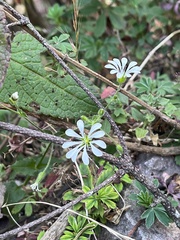 Stellaria cuspidata