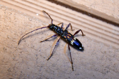 Phoracantha semipunctata