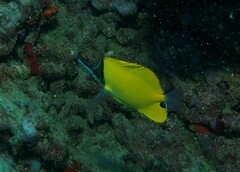 Forcipiger flavissimus