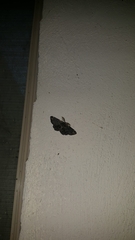 Melanodes anthracitaria