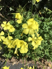 Oxalis pes-caprae