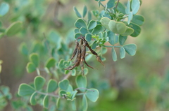 Coronilla valentina glauca
