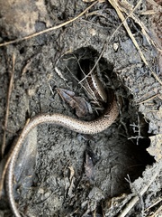 Plestiodon anthracinus
