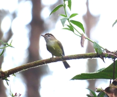 Vireo leucophrys