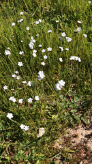 Plagiobothrys nothofulvus