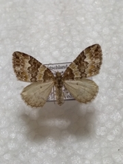 Electrophaes corylata