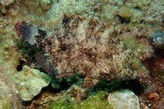Cheilinus chlorourus