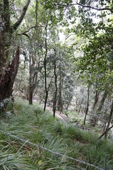 Podocarpus latifolius