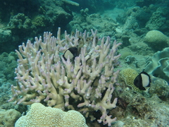 Dascyllus reticulatus