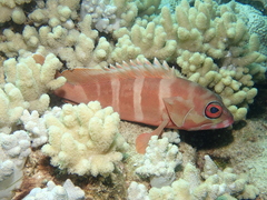 Epinephelus fasciatus