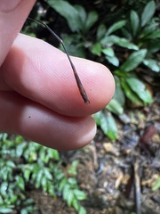 Drepanosticta actaeon