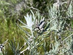 Tetradymia comosa