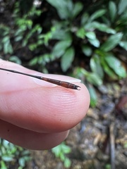 Drepanosticta actaeon