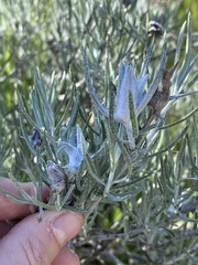 Tetradymia comosa