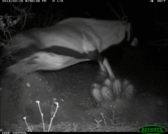 Oryx gazella