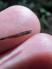 Drepanosticta actaeon