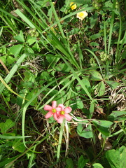 Oxalis tetraphylla