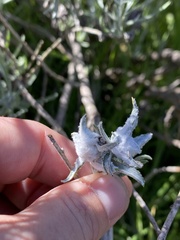 Tetradymia comosa