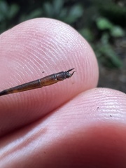 Drepanosticta actaeon