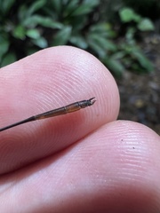 Drepanosticta actaeon