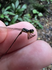 Drepanosticta actaeon