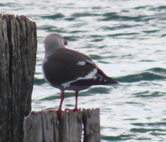 Leucophaeus scoresbii