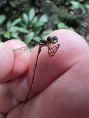 Drepanosticta actaeon