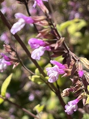 Salvia carnea