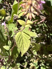 Salvia carnea
