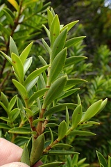 Veronica subfulvida