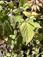 Salvia carnea
