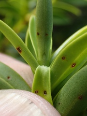 Veronica subfulvida