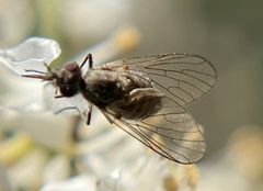Mythicomyiidae