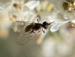 Mythicomyiidae