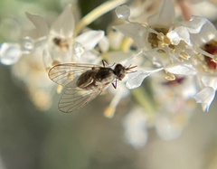 Mythicomyiidae