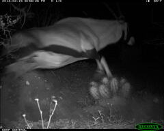 Oryx gazella