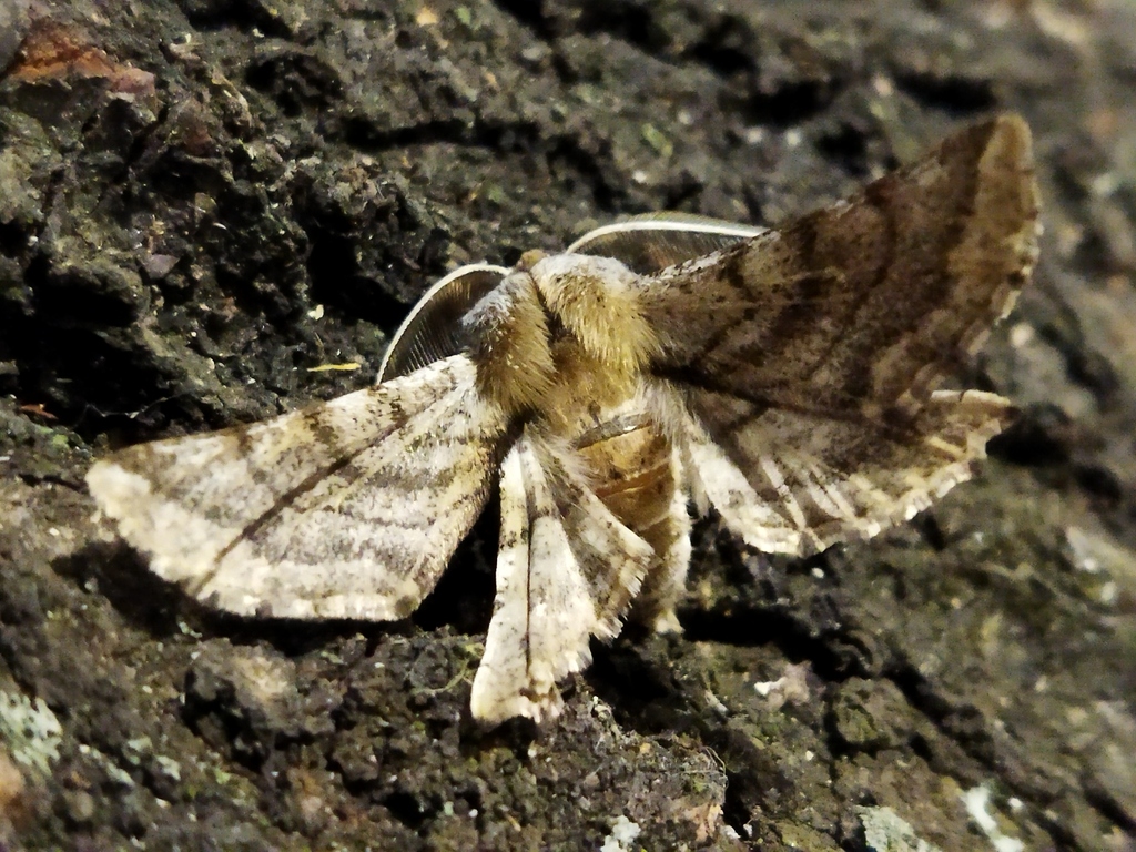 Apochima flabellaria