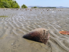 Pinnidae