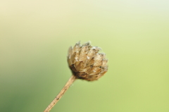 Cephalaria leucantha
