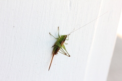 Conocephalus brevipennis
