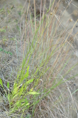 Cephalaria leucantha