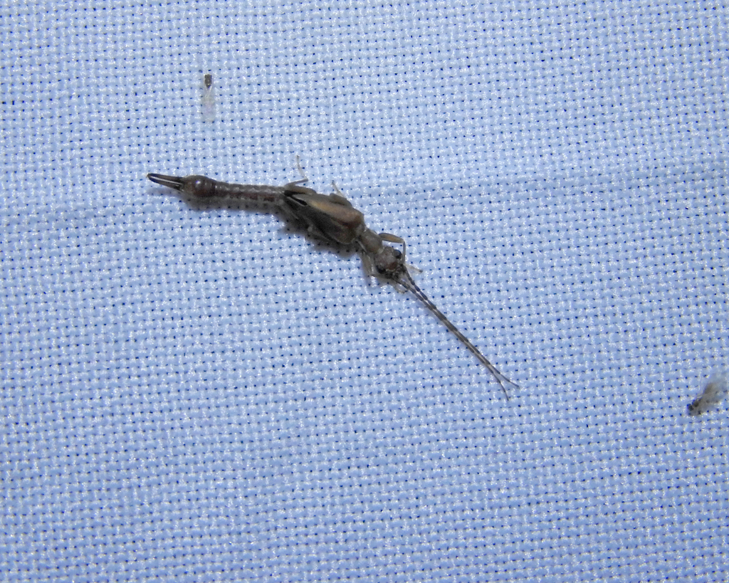 Cylindrogaster thoracicus