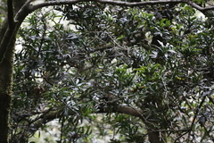 Podocarpus latifolius