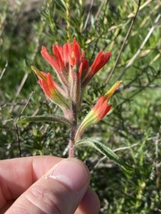 Castilleja affinis affinis