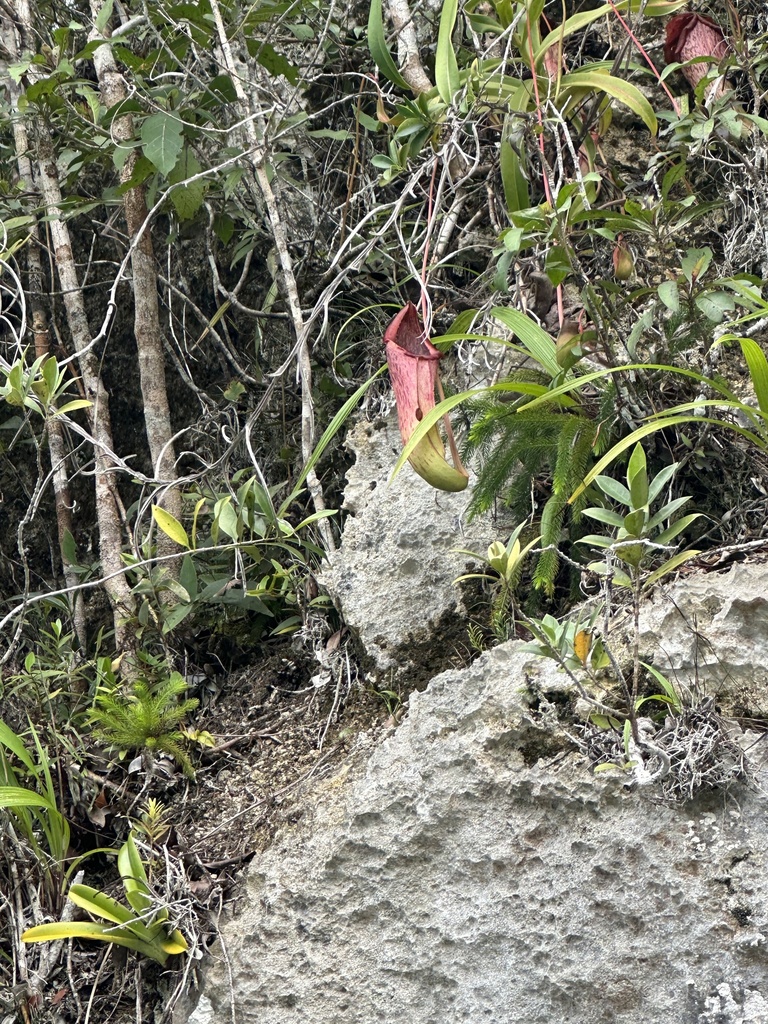 Nepenthes insignis, Papua Barat, ID