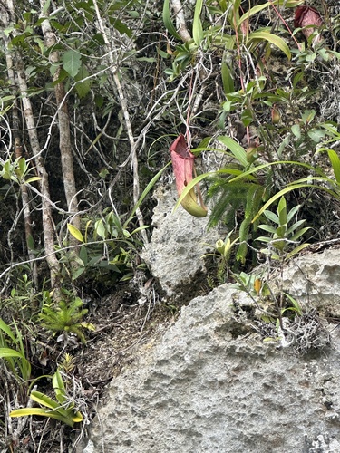 Nepenthes insignis