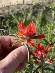Castilleja affinis affinis