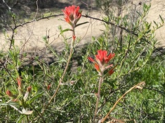 Castilleja affinis affinis
