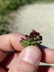 Synchytrium papillatum